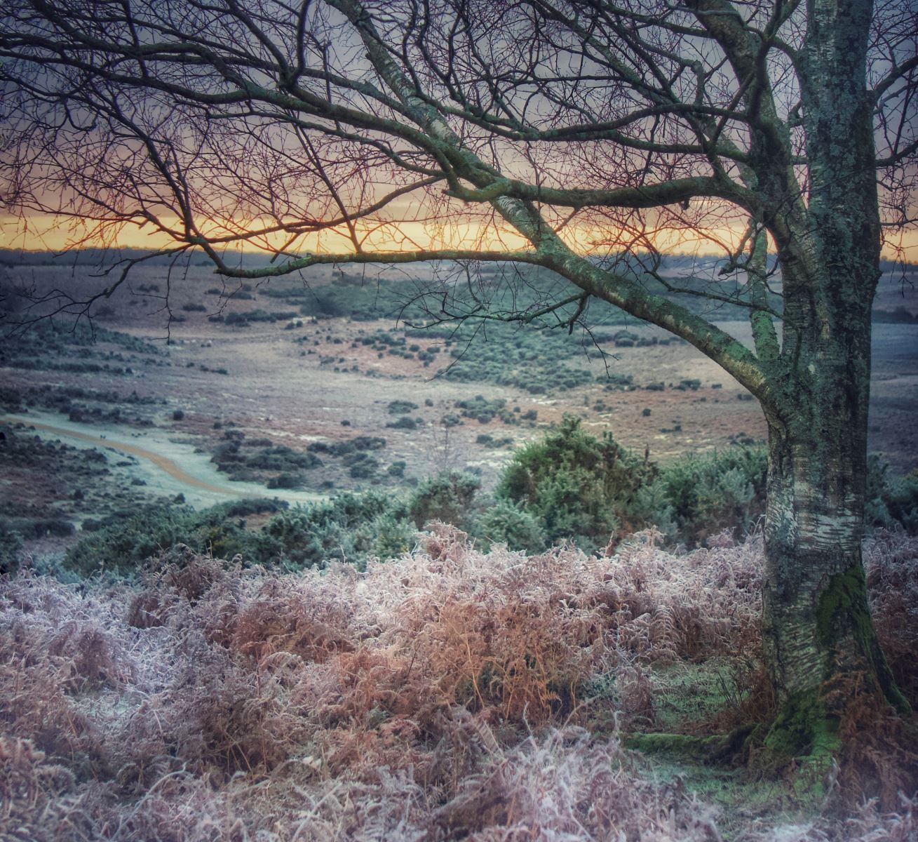 Godshill frosty morning in the New Forest National Park